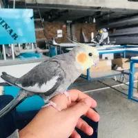 عروس هلندی ماده