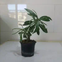 گل و گیاه آپارتمانی|گل و گیاه طبیعی|سقز, |دیوار