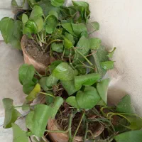 انواع گل از۱۰۰۰۰۰