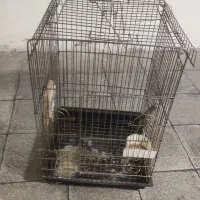 قفس پرنده