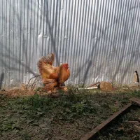 خروس برهما اصیل|حیوانات مزرعه|لاهیجان, آهندان|دیوار