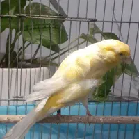 قناری ماده سوپری سینه فرخوشرنگ آماده آماده 5تخمه