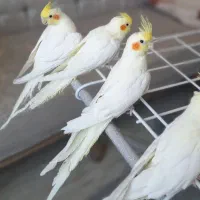 عروس هلندی دستی|پرنده|ابهر, |دیوار