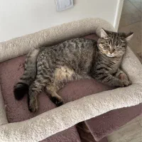 بریتیش ۴ماهه ماده