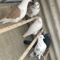 کبوتر پرشی یکجا|پرنده|دماوند, گیلاوند|دیوار