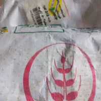 بذرکلزا درجه یک هابولا 50|خدمات باغبانی و درختکاری|دره شهر, |دیوار