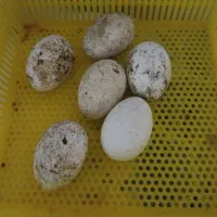 تخم غاز اوکراینی نطفه دار