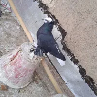 ۲عددکبوتر نر