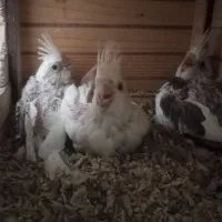 عروس هلندی جوجه  سرلاکی