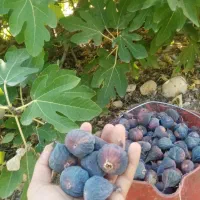 انجیر خشک تازه و تمیز  کاملا ارگانیک|خوردنی و آشامیدنی|شیراز, ارم|دیوار