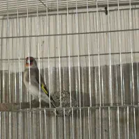 سهره قناری.سقا|پرنده|کرمان, |دیوار