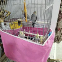 عروس هلندی