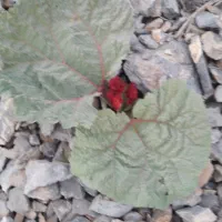 فلش گم کردم