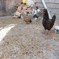 خروس طوسی ومرغ گلین تخم گذار