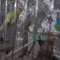 گرینجیک. طوطی کتوله. کبوتر|پرنده|زرند, |دیوار