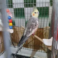 عروس هلندی جفت مولد سخن گو