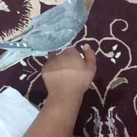 عروس هلندی