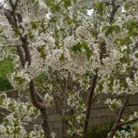 فروش باغچه بادرختان ۸ساله مستمر بابهترین موقعیت|فروش خانه و ویلا|هشتگرد, فشند|دیوار