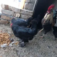 تخم مرغ مرندی نطفه دار