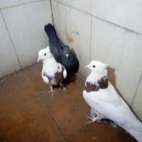 کبوتر