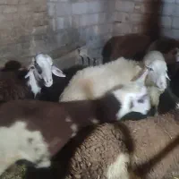 فروش 8راس بره قوچ درجه یک