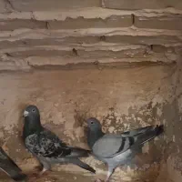 ۶تاسبر پولکی