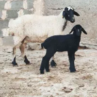 میش بره دار گوسفند داشتی قوچ بره میش آبستن بز