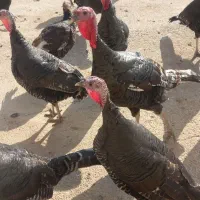 تعدادی بقلمو