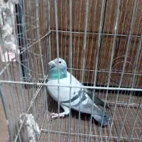 دوتا کبوتر|حیوانات|خمینی‌شهر, |دیوار