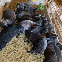 بره نر چاق|حیوانات مزرعه|جوادآباد, |دیوار