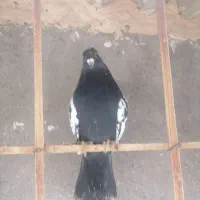 ساده سینه سیاه|پرنده|مشهد, کارمندان دوم|دیوار