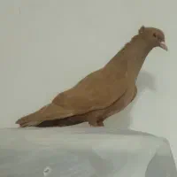 کفتر زرد کاکلی