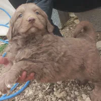 واگذاری ی جفت توله سرخ|سگ|دهاقان, |دیوار