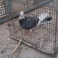 کبوتر تهرونی و پلاکی|پرنده|خمینی‌شهر, |دیوار