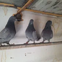 ۳سبز ماده پرشی نشانه دار ۸۵۰۰۰۰