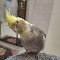 عروس هلندی|پرنده|قم, چهل درخت|دیوار