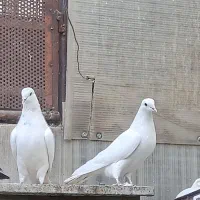 یجفت نروماده|پرنده|اصفهان, شاهد|دیوار