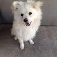 پامرانین سفید