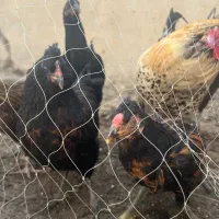 خروس و مرغ تخمگذار|حیوانات مزرعه|بندر دیر, |دیوار