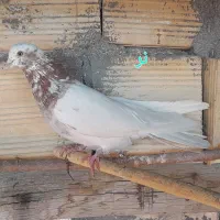 کبوتر|پرنده|زنجان, |دیوار