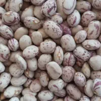 فروش لوبیا چیتی عمده حداقل دو تن