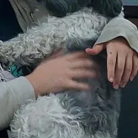 سگ گمشده|حیوانات|ارومیه, |دیوار