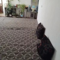 خونه ویلایی