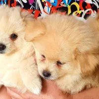 واگذاری سگ پامرانین خرسی