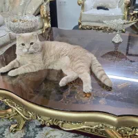 اسکاتیش بریتیش نر