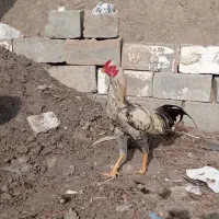 خروس لاری|حیوانات مزرعه|ملکان, |دیوار