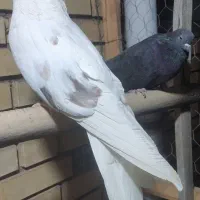 جفت سرور