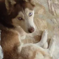 سگ هاسکی گمشده