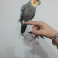 عروس هلندی ماده و نر