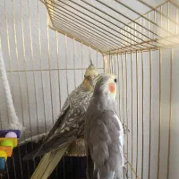 یک جفت عروس هلندی